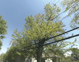 EMPIÈTEMENT DE LA VÉGÉTATION